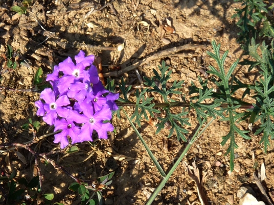{Glandularia pulchella}